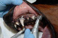 Un vétérinaire détartre les dents d'un chien