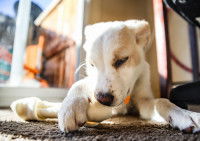 Un chien blanc en train de lécher un os à mâcher