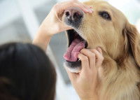 Une femme en train d'examiner les dents d'un Golden Retriever