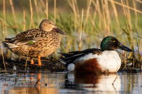 Deux canards à côté d'un plan d'eau