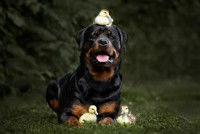 Un Rottweiler avec des canetons