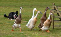 Comment protéger son chien de la grippe aviaire ?