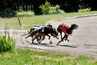 Des lévriers dans un cynodrome