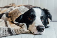 Un Border Collie malade sous une couverture