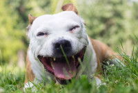 Un chien allongé dans l'herbe tousse bruyamment