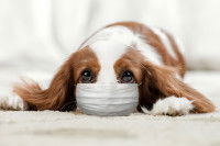 Un chien malade de la grippe porte un masque