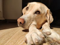 Un chien malade couché sur le parquet
