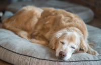Un gros chien malade se repose sur son panier