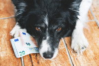 Un Border Collie couché sur des billets de banque