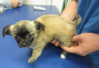 Le vaccin contre l'hépatite de Rubarth