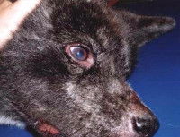 Les manifestations de la maladie chez le chien