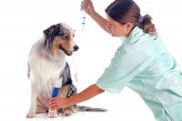 Quel traitement contre l’hépatite de Rubarth ?