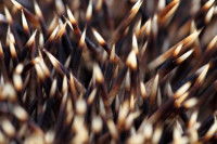 Gros plan sur les épines d'un hérisson