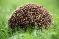 Un hérisson roulé en boule dans un jardin