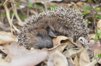 Un hérisson mort dans les feuilles d'automne