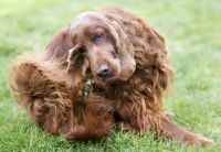 Un chien Cocker se gratte dans le jardin