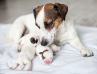 Une chienne Jack Russell s'occupe de ses chiots