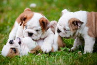 Trois chiots Bouledogues Anglais jouent dans le jardin