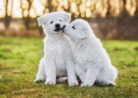 Deux chiots blancs se font un bisou dans le parc