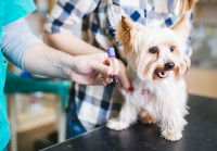 Yorkshire sur une table à coté de son prélèvement sanguin
