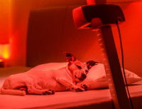 Chien qui dort sur un lit dans une pièce avec une lumière rouge