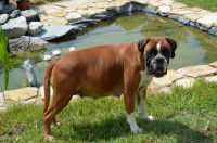 Un chien femelle en pleines grossesses