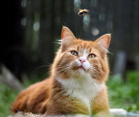 Chat roux en alerte face a un insecte