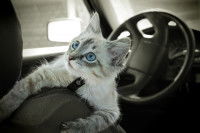 Un chat qui n'est pas confiance dans la voiture