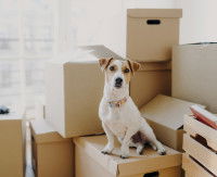 Petit chien perdu dans un déménagement