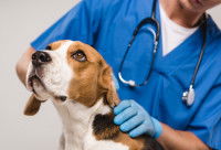 Un vétérinaire qui examine un chien