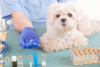 Petit chien recevant son traitement homéopathique