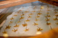 Procédé de l'enfleurage