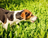 Un Beagle reniflant des plantes