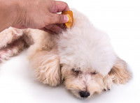 Chien couché traité avec de l'huile essentielle