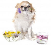 Chihuahua assis tenant une fleur violette dans sa gueule 