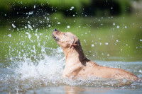 Un Labrador se débat dans l'eau