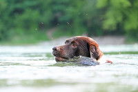 Un chien avec la tête qui dépasse de l'eau
