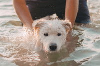 Un homme tente de sortir un petit chien de l'eau