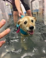 Les bienfaits de l'hydrothérapie canine