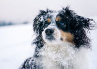 Un beau chien de berger dans le froid et la neige