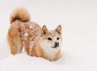 Un Shiba Inu joue dans le froid et la neige