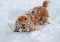 Un chien Cocker joue dans la neige