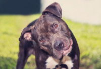 Un chien confus avec une tête bizarre debout dans le jardin
