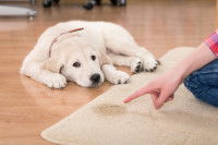 Les facteurs prédisposants de l’incontinence du chien