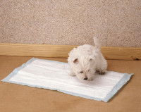 Comment réagir face à l’incontinence du chien