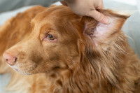 Un chien avec une infection au niveau de l'oreille