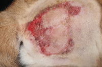 Un chien avec une infection au niveau de la peau