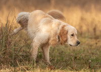 Un chien Labrador fait pipi dans l'herbe