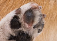 Une patte de chien avec des griffes abîmées