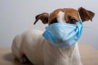 Un petit chien avec un masque